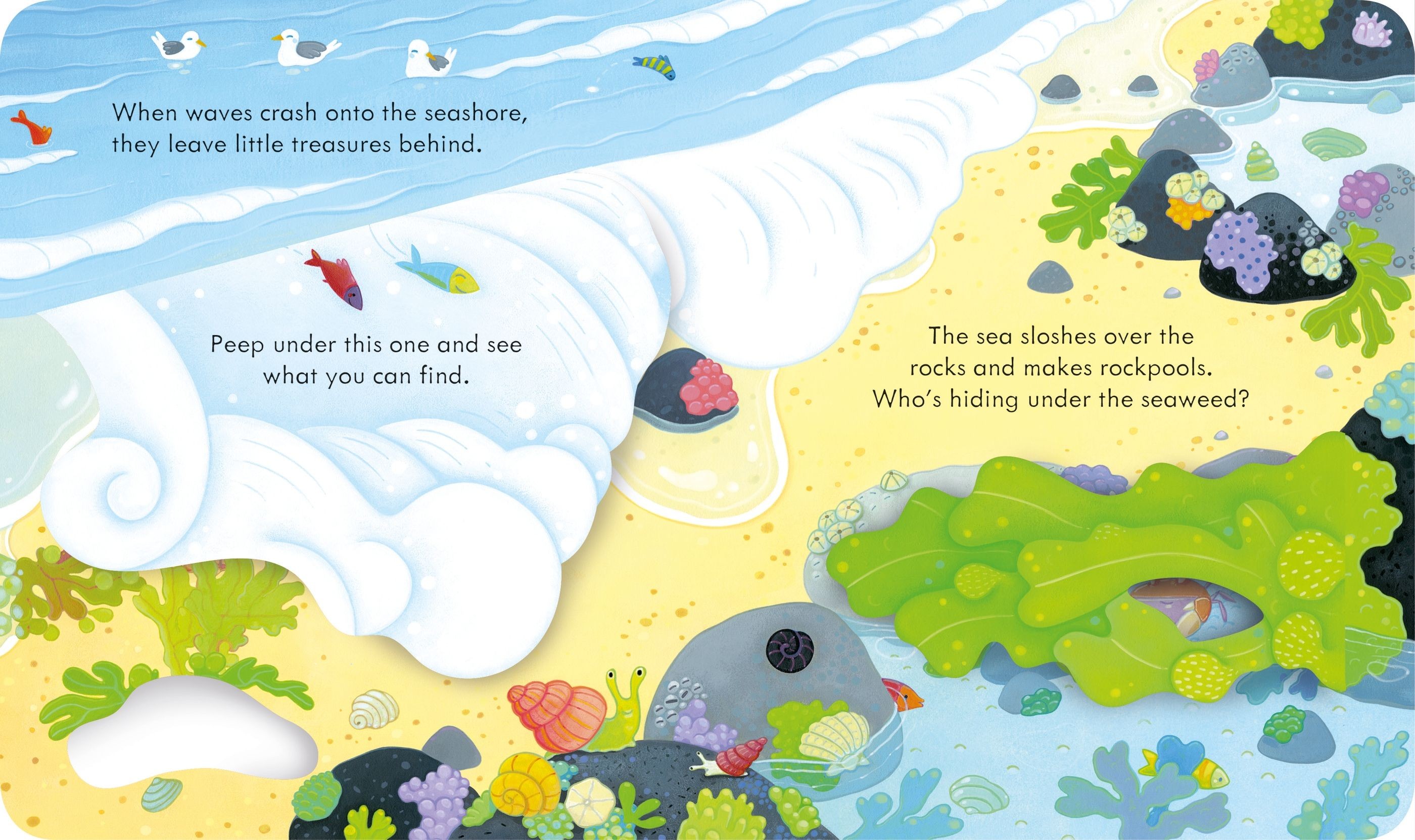  Peep Inside the Seashore 3+