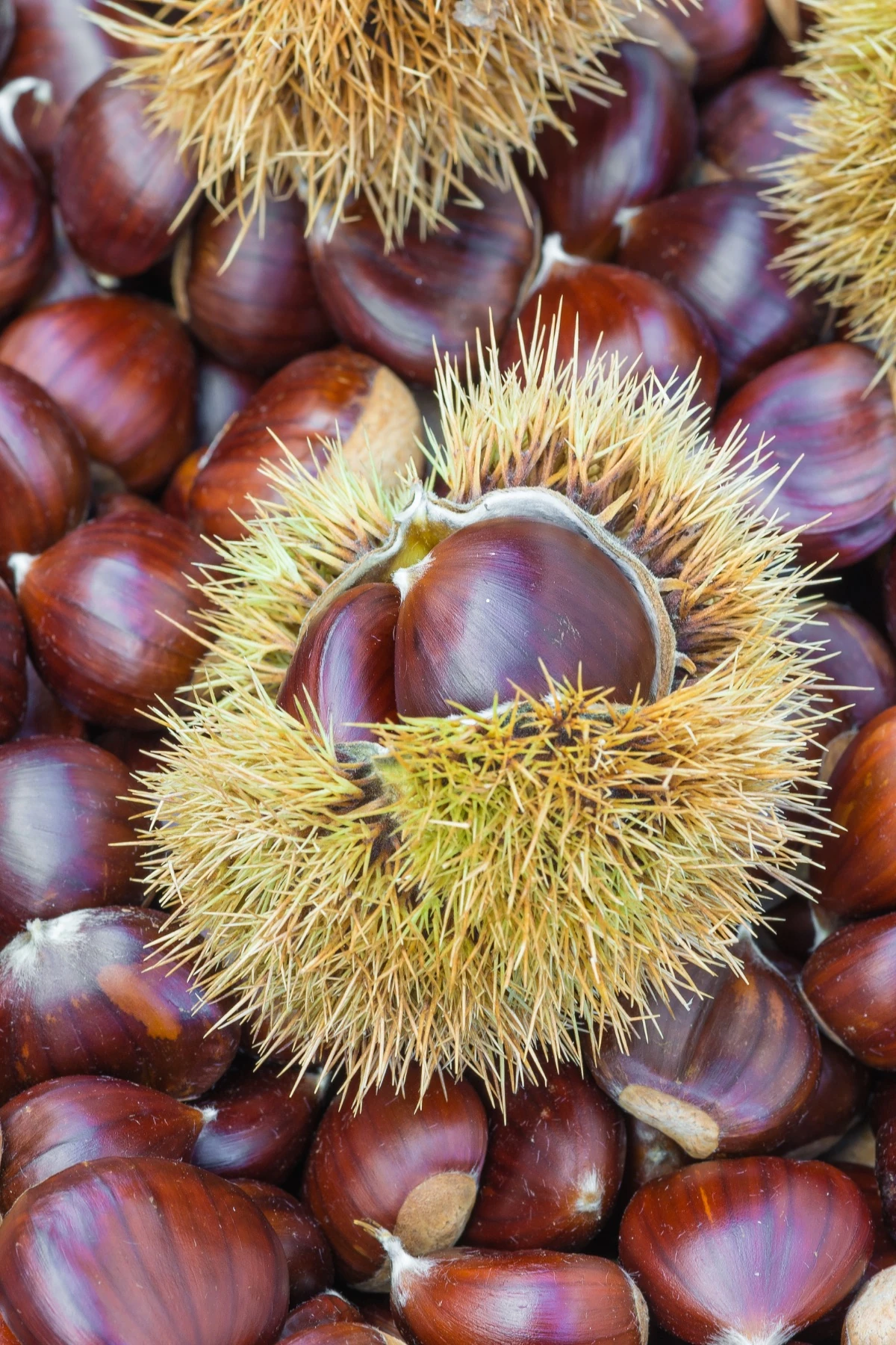 Yerli Kestane (1 KG)