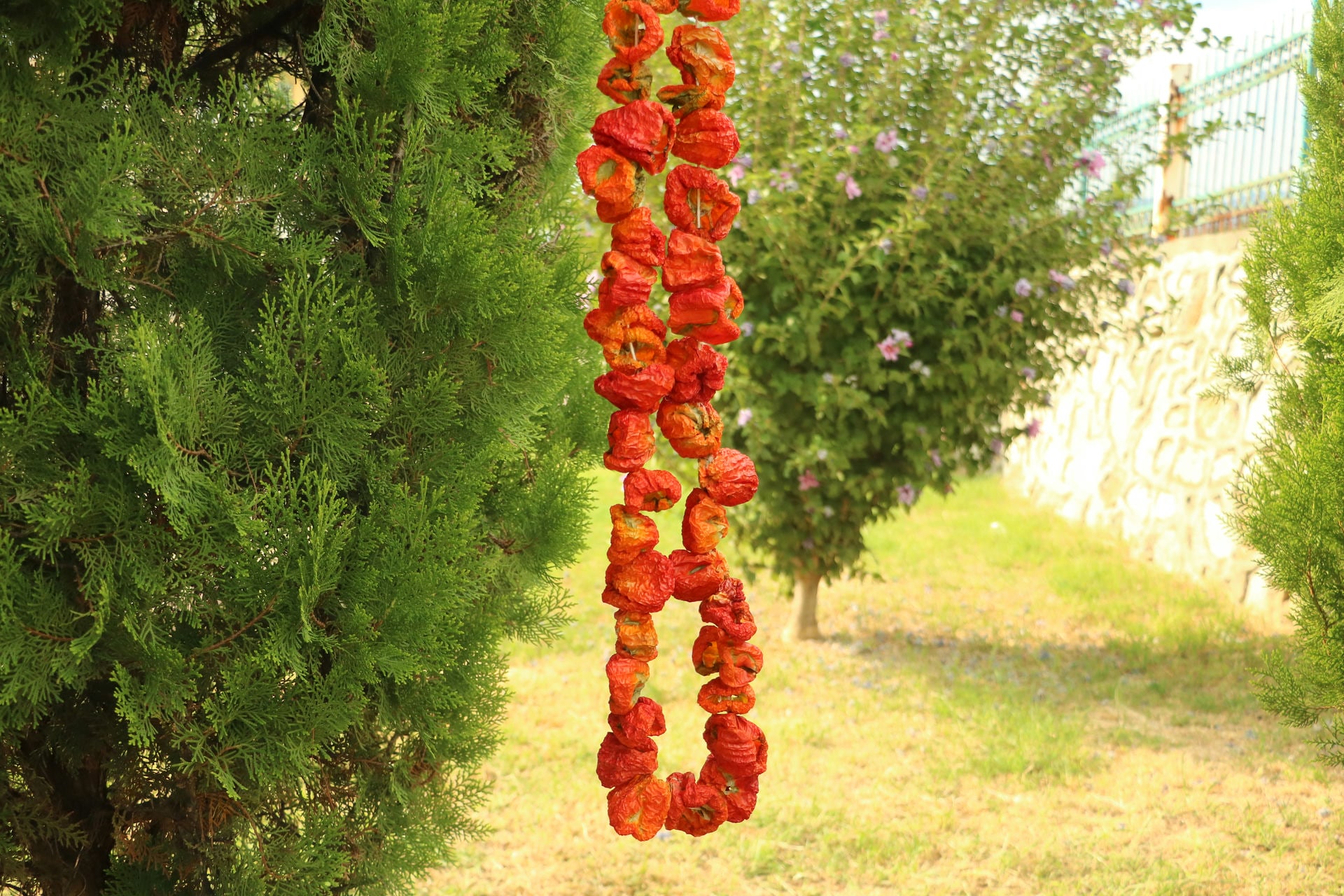 Acı dolmalık biber (Dizi 45-50adet)