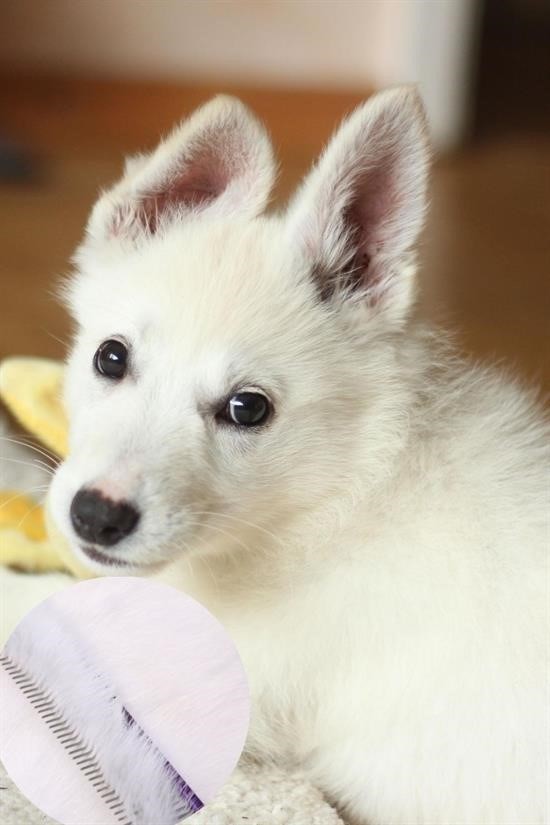 BUFFER® Parlak Metal Köpek Tarağı Renkli Pet Köpek Pire Tımar Tarağı Köpek Tüyü Tarama
