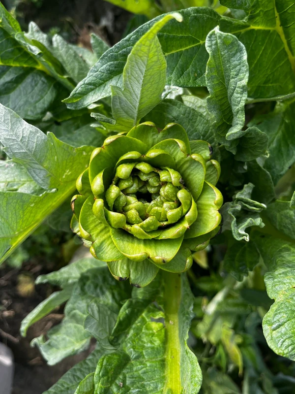 Dalından (Soyulmamış) Taze Dolmalık Enginar 1 Adet