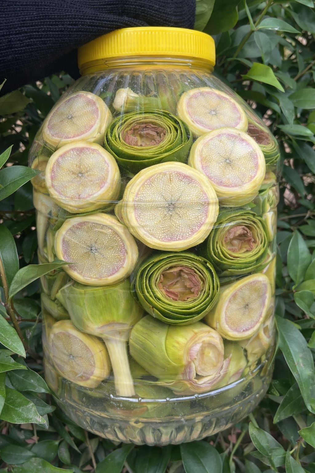 Karışık Enginar Paketi 3