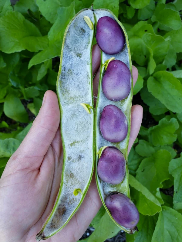 Dondurulmuş Taze Mor Bakla 1 Kilogram