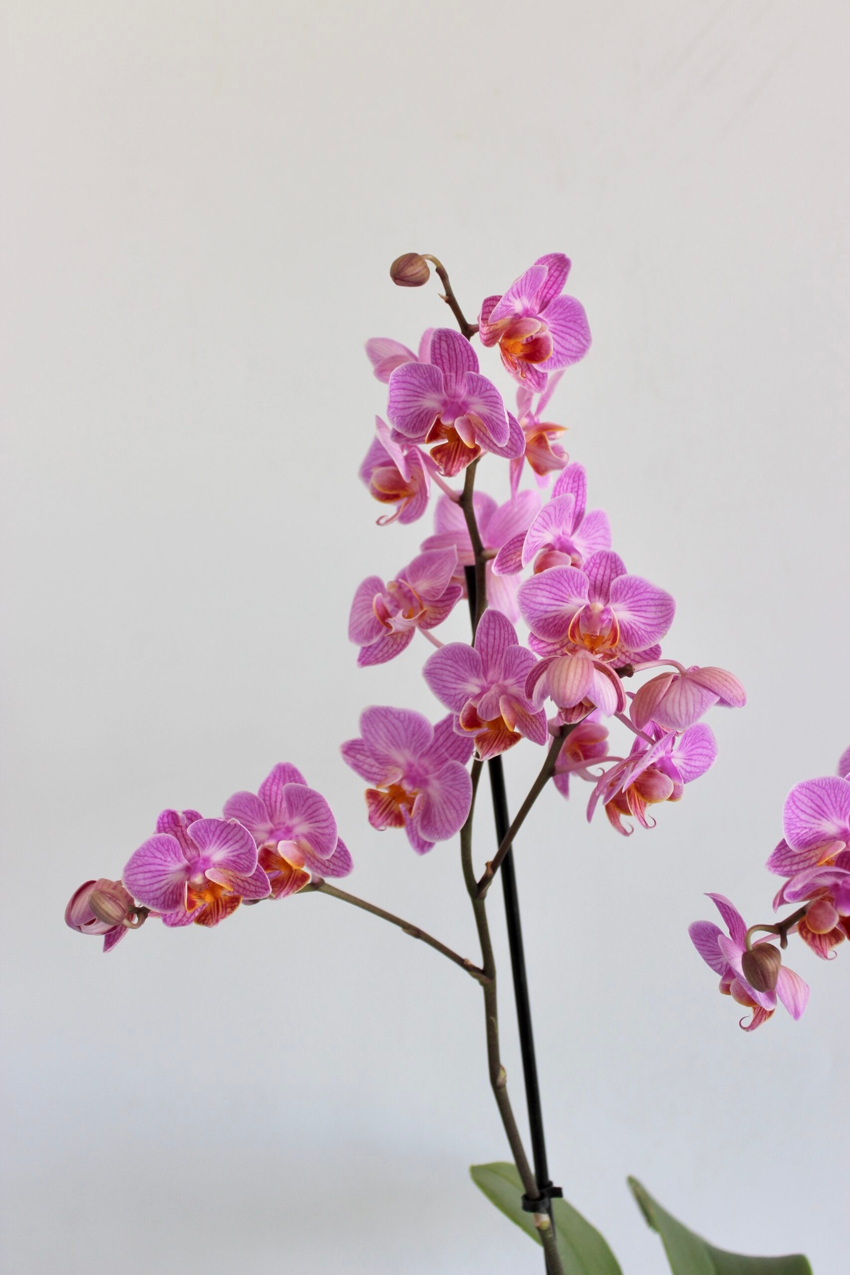 Phalaenopsis Midi Orkide Pudra - 2 Dal