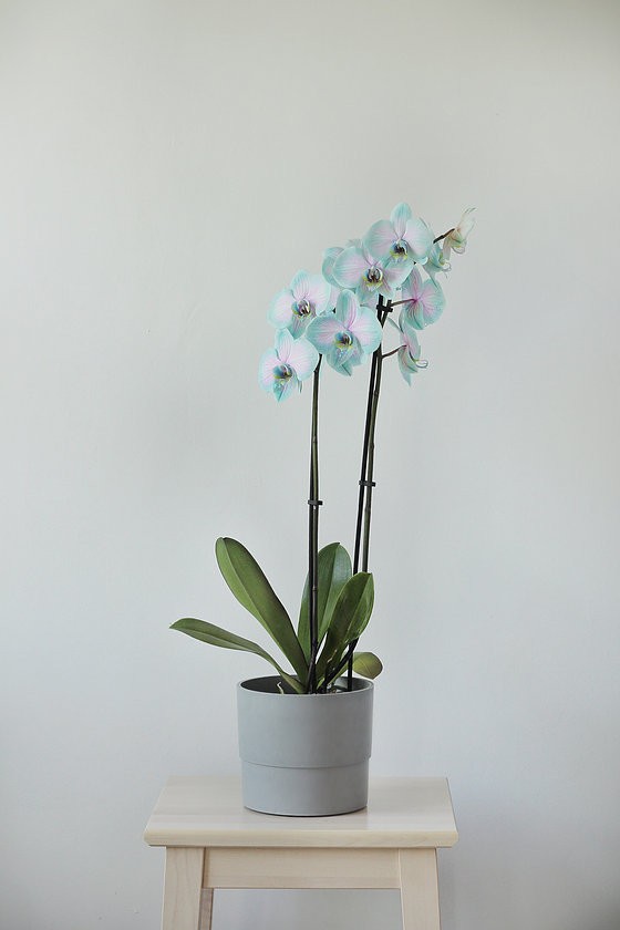 Phalaenopsis Orkide Cotton Candy - 2 Dal
