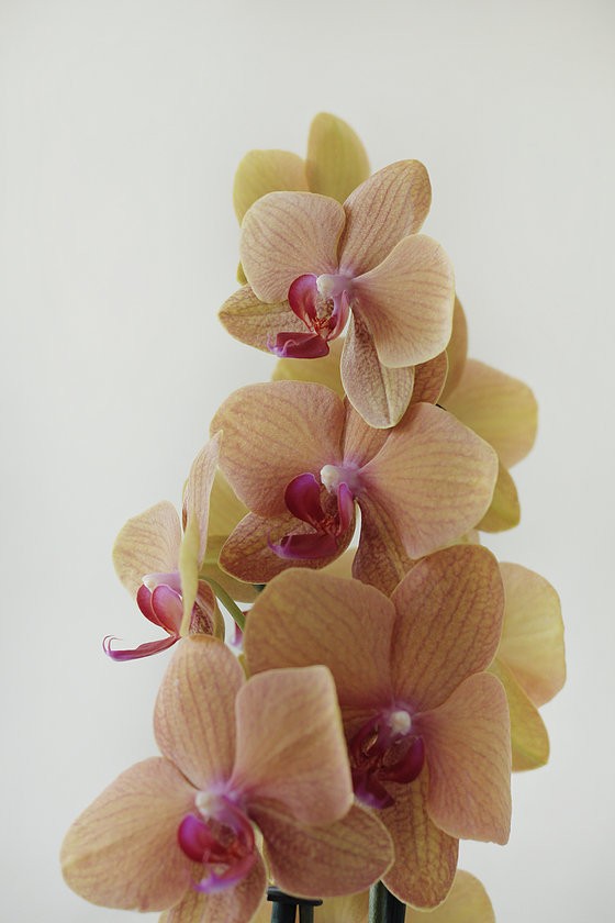Phalaenopsis Orkide Elit Turuncu - 2 Dal