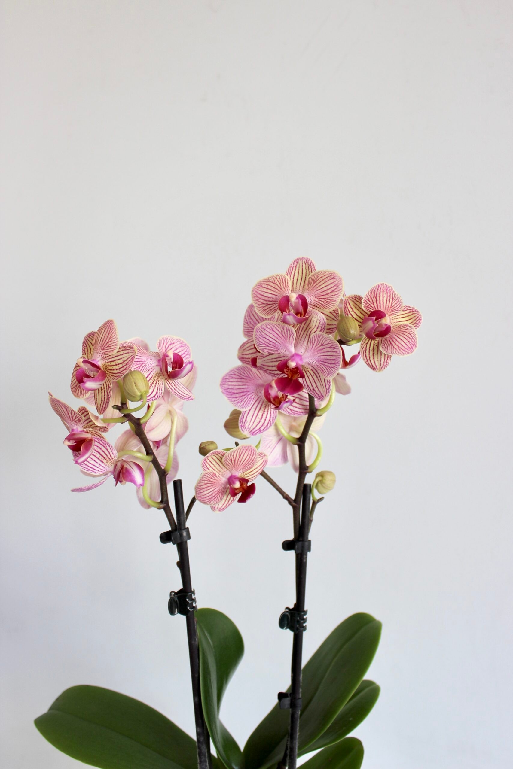 Phalaenopsis Midi Orkide Çizgili Mix - 2 Dal