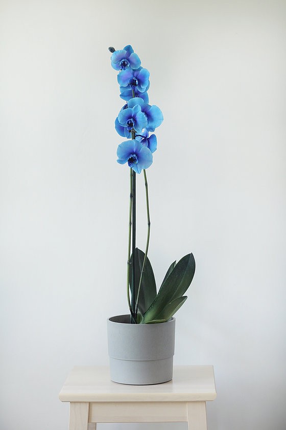 Phalaenopsis Orkide Blue Ocean - 2 Dal