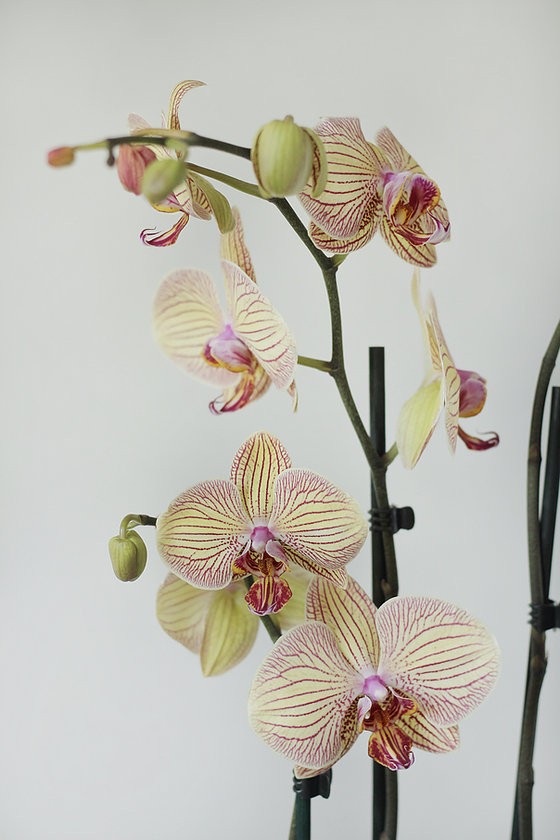 Phalaenopsis Orkide Toblerone - 3 Dal