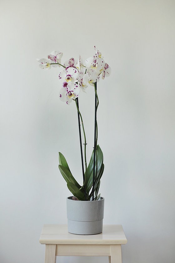 Phalaenopsis Orkide Milka - 2 Dal