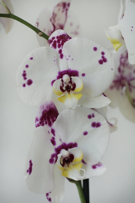 Phalaenopsis Orkide Milka - 2 Dal