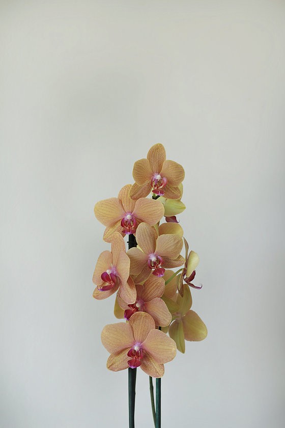 Phalaenopsis Orkide Elit Turuncu - 2 Dal
