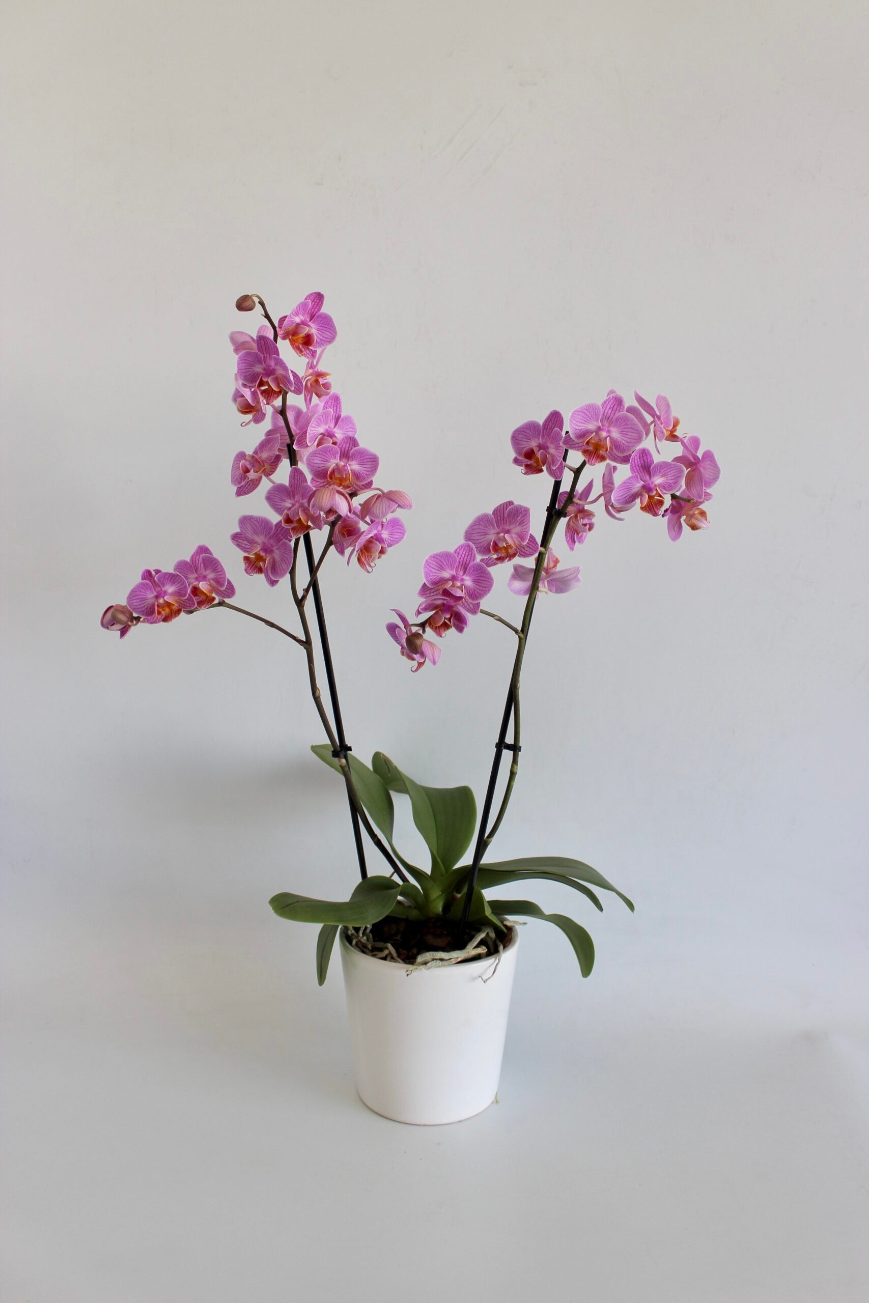 Phalaenopsis Midi Orkide Pudra - 2 Dal
