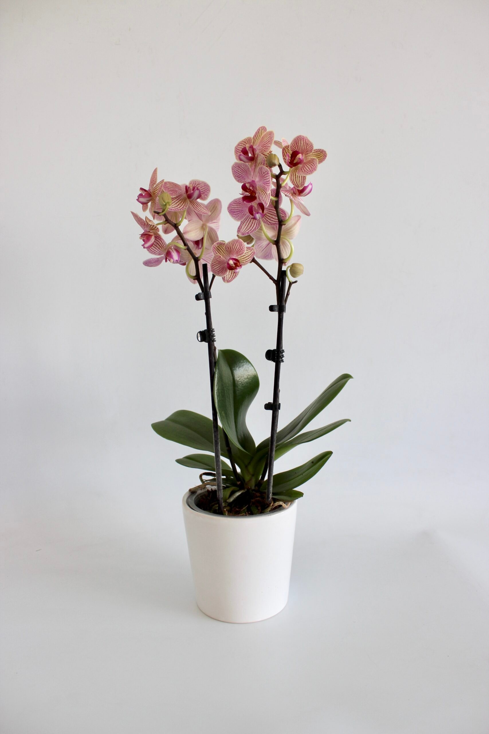 Phalaenopsis Midi Orkide Çizgili Mix - 2 Dal