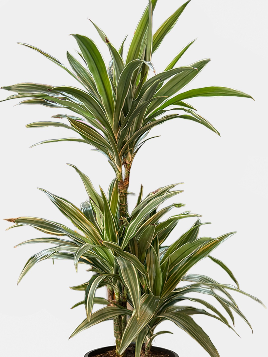 Dracaena Marginata – Yeşil Yapraklı Salon Bitkisi
