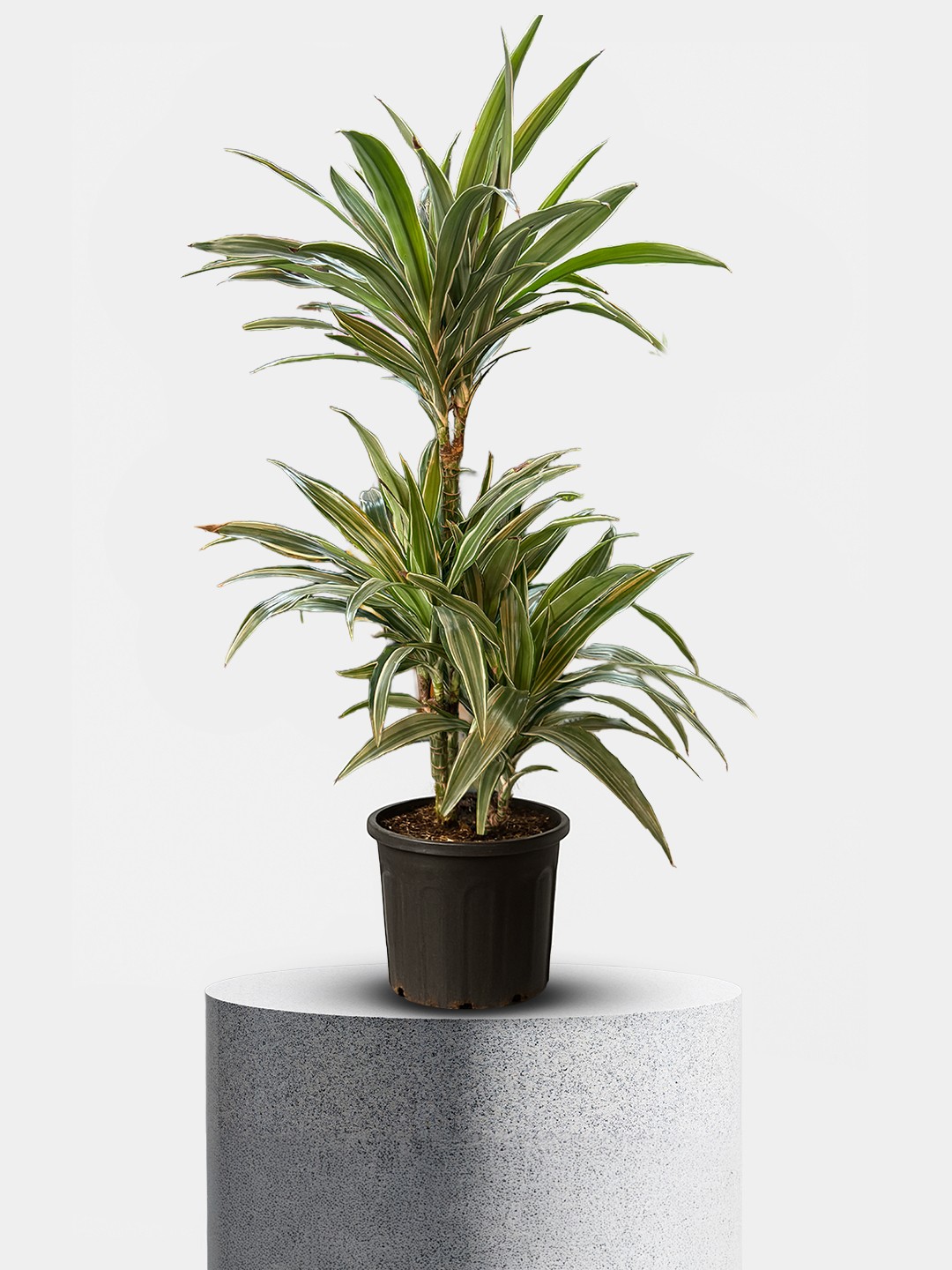 Dracaena Marginata – Yeşil Yapraklı Salon Bitkisi
