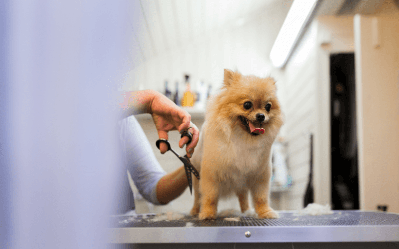 Pomeranian Boo Köpek Traşı ve Modelleri
