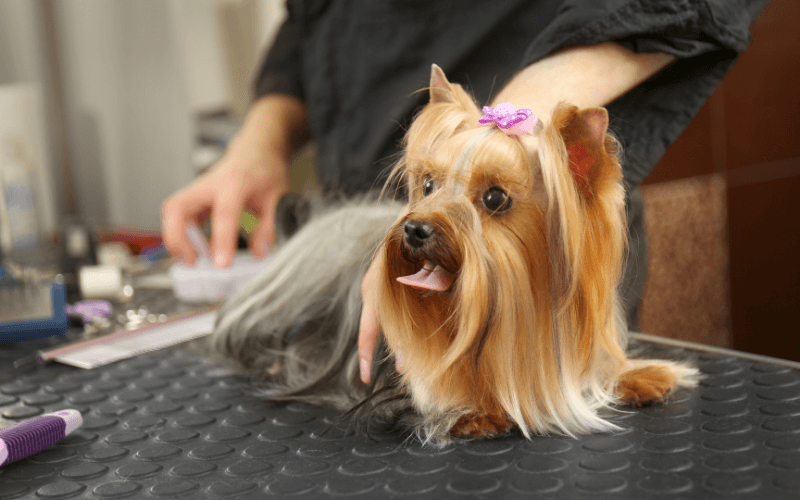 Köpek Kuaförü Nasıl Seçilir