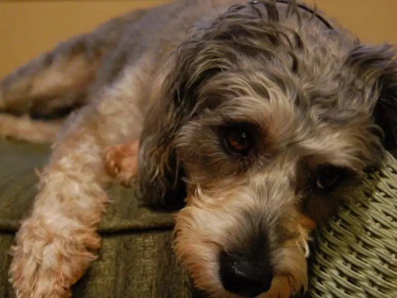 Şık görünümü ve dost canlısı ifadesiyle dikkat çeken Schnoodle köpeği