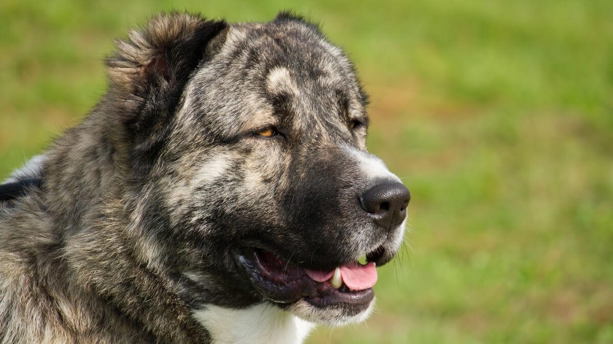 Kafkas Çoban Köpeği Özellikleri, Bakımı ve Fiyatları