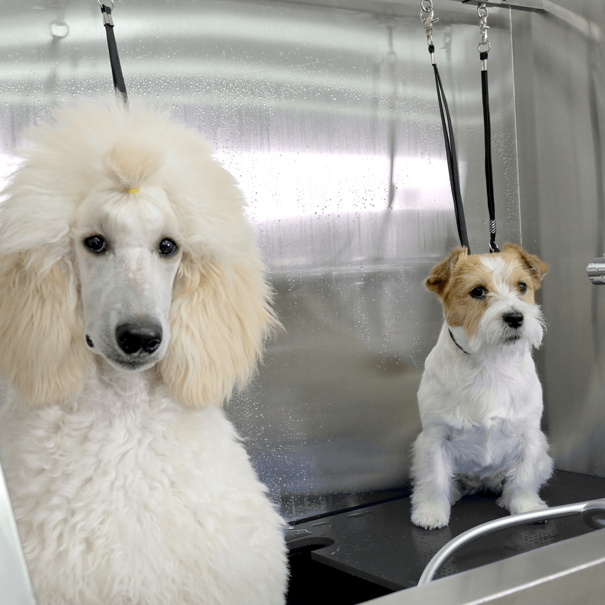 Groom-X Professional Deluxe Köpek Yıkama Ünitesi (Küvet + Pompa Seti)