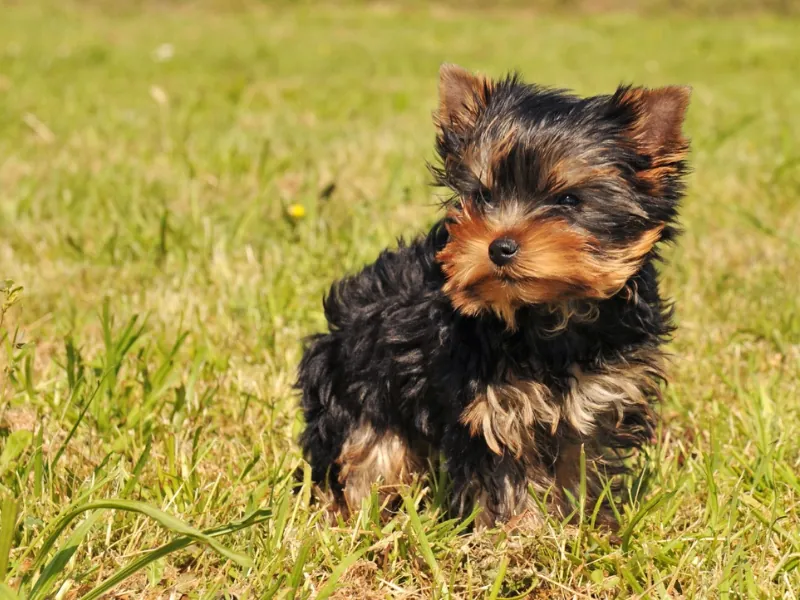 Yorkipoo köpek, apartman yaşamına uygun, mutlu ve bakımlı