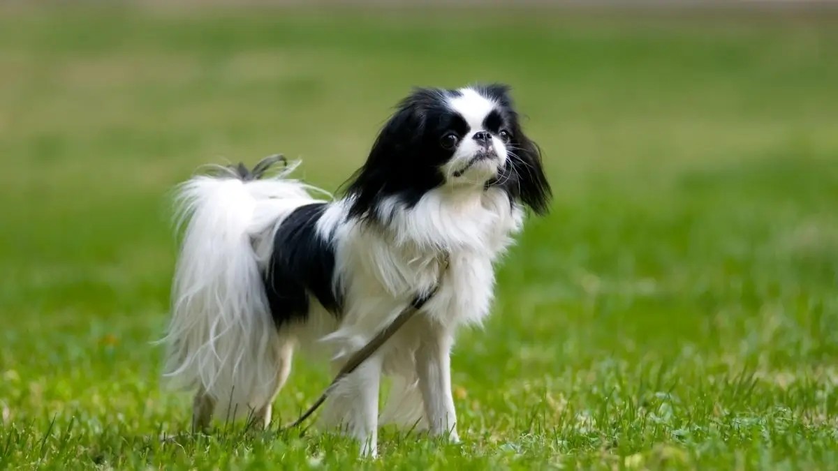 Japon Köpeği (Japanese Chin) Fiyatları ve Özellikleri