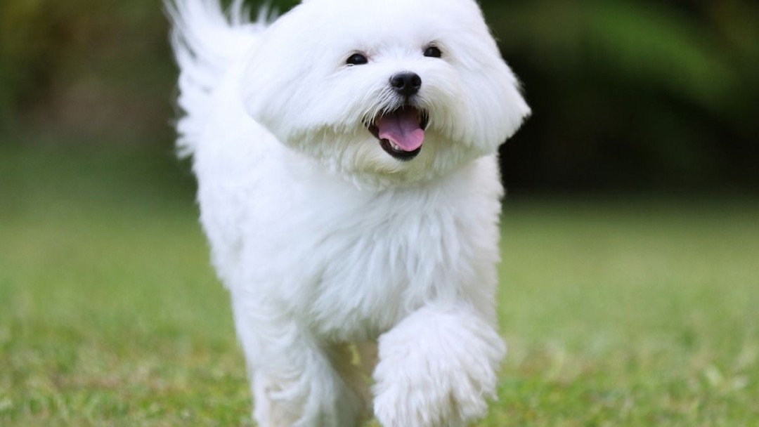 Maltese 