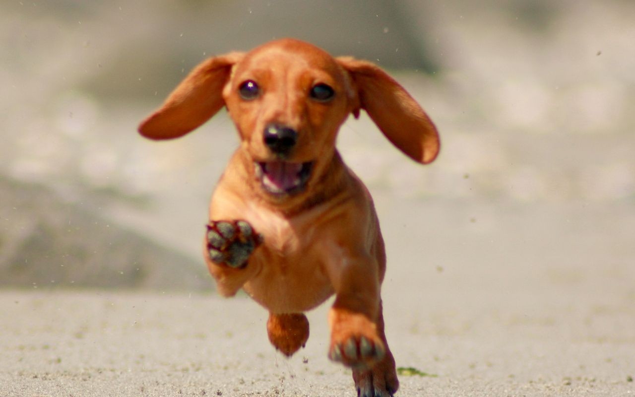 Miniature Dachshund Köpek Irkı, Fiyatları ve Bakımı