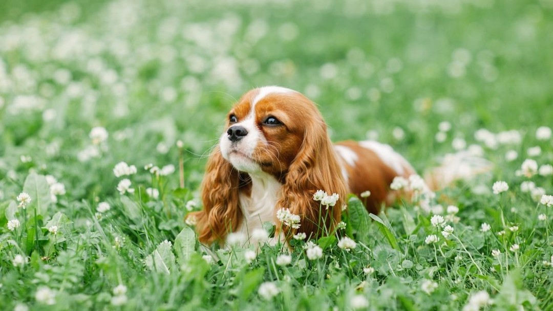 Cavalier King Charles Spaniel 