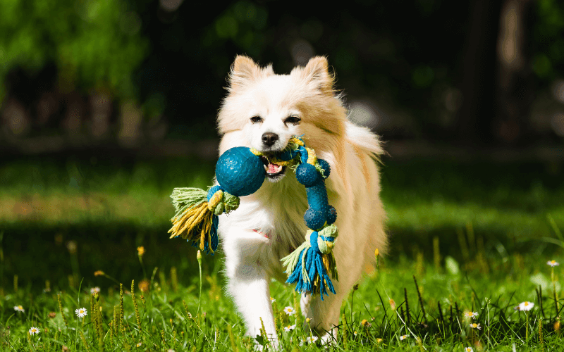 Köpekler Hangi Oyuncakları Sever?