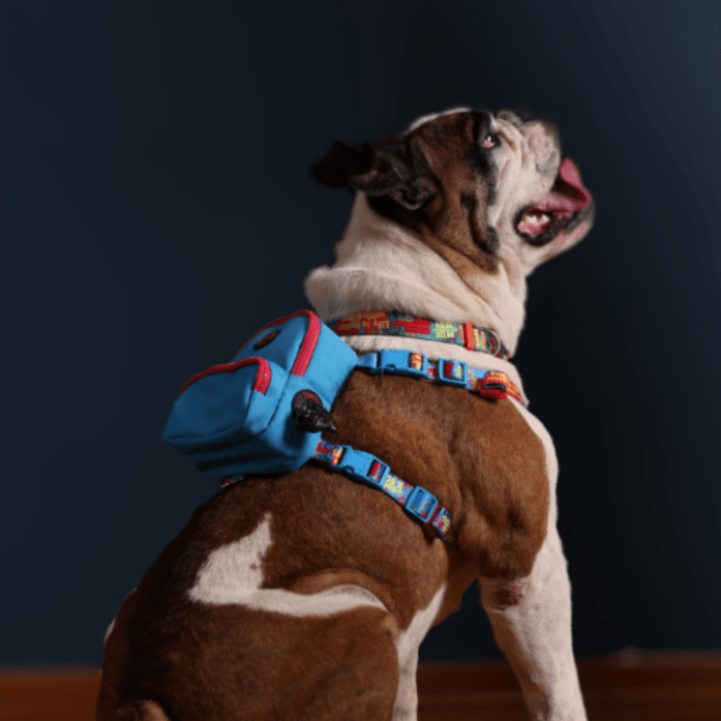 Pawlook Gimme Five Köpek Sırt Çantası ve Göğüs Tasması Blue