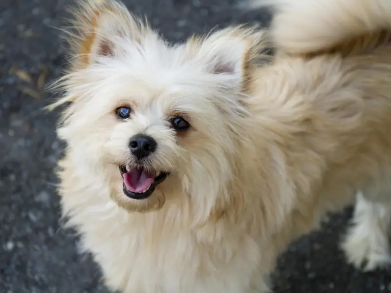 Minik bedeni ama kocaman enerjisiyle Poomapo’nun eğlenceli dünyası