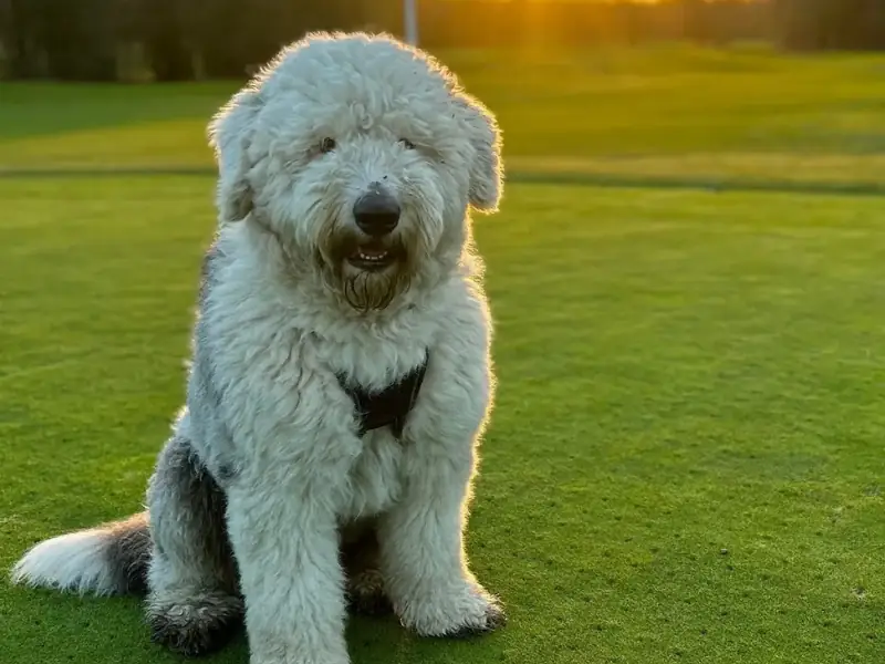 Asil duruşu ve sevimli bakışıyla Old English Sheepdog