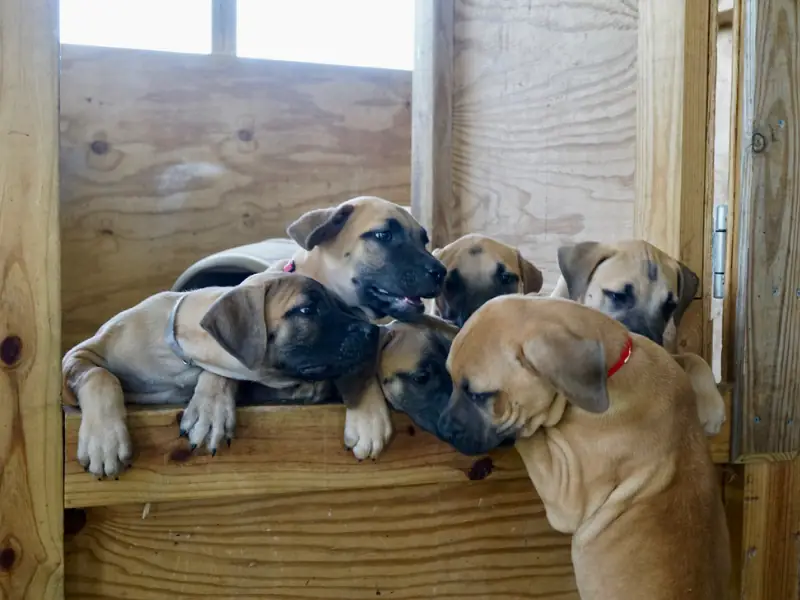 Ahşap kulübede bir araya toplanmış, meraklı bakışlı Black Mouth Cur yavruları