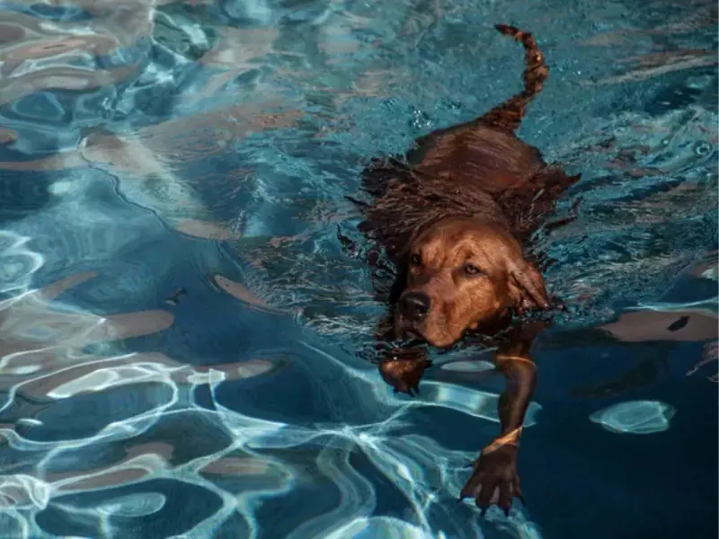 Redbone Rakun Tazısı (Redbone Coonhound) havuzda yüzerken
