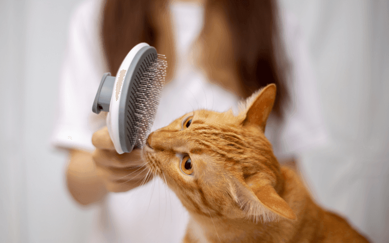 Kedi Tüy Bakım Fırçası Seçerken Nelere Dikkat Edilmeli? | petgrooming.com.tr