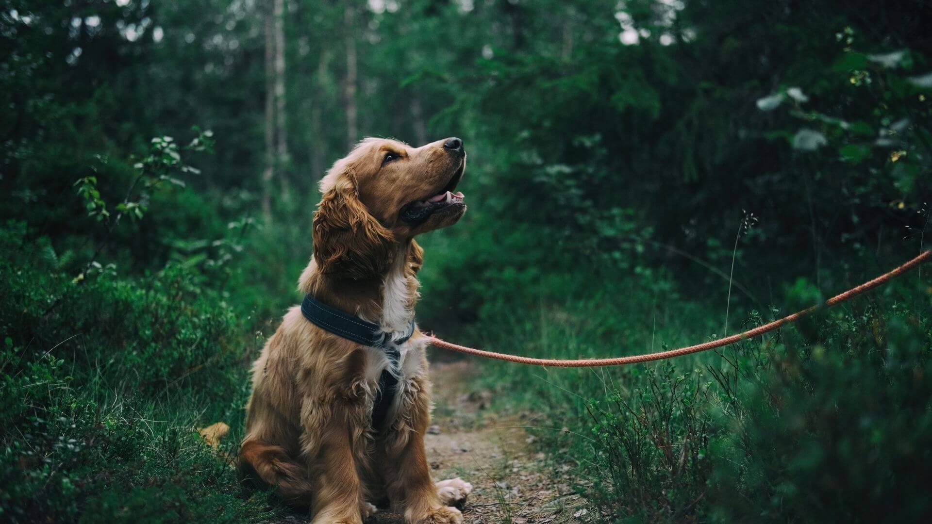 Cocker Köpek​ Özellikleri, Bakımı ve Fiyatları