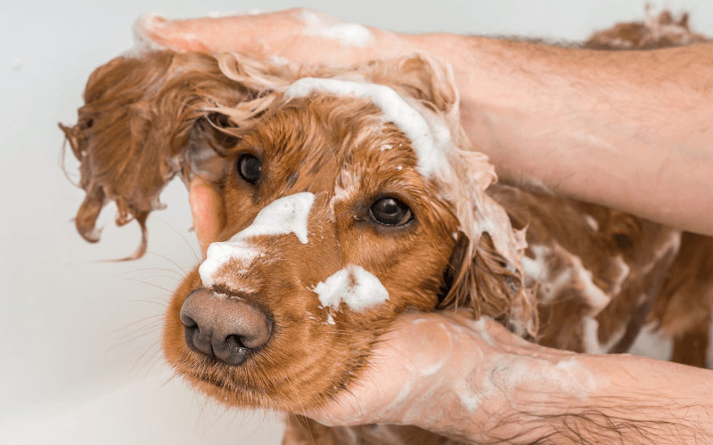 Köpek Şampuanı Kullanmanın Faydaları Nelerdir