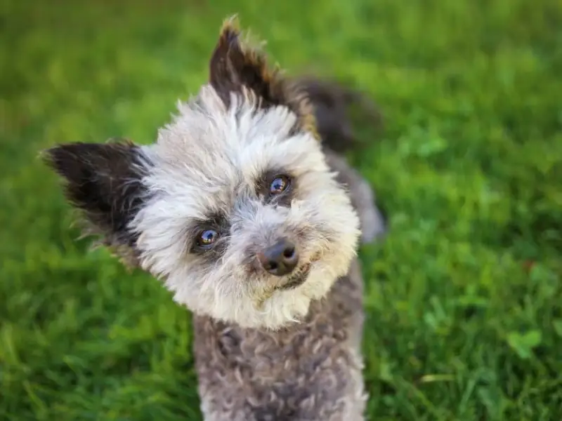 Çimlerin üzerinde yatan, gri tüylü Chi Poo köpeği