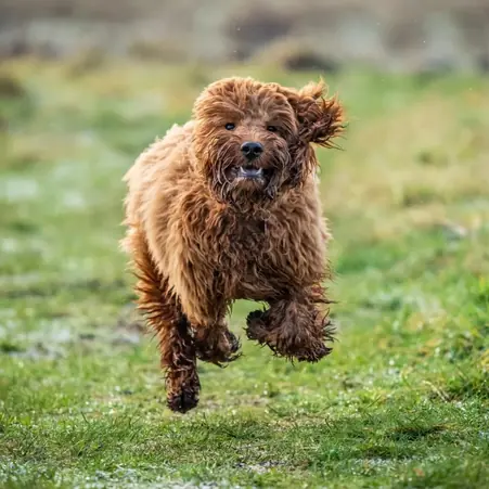 Cockapoo Koira Cockapoo Köpek Irkı Özellikleri, Bakımı ve Karakteri