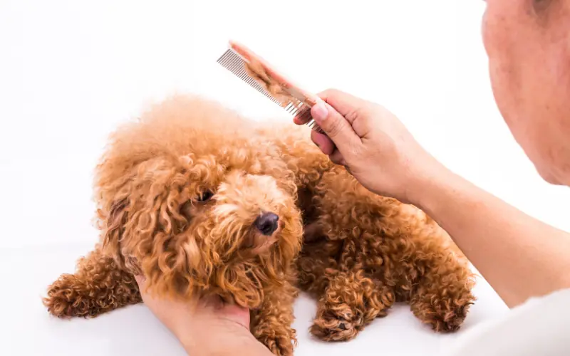 Pet Kıtık Açıcı