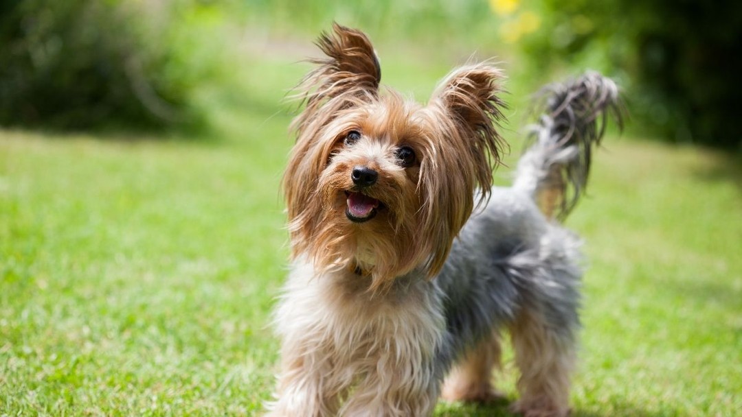 Yorkshire Terrier 