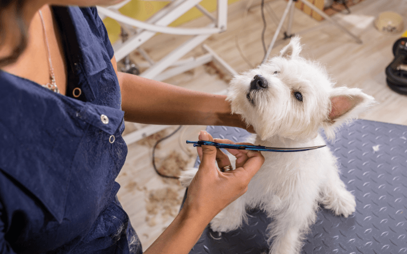 Köpeğinizi Neden Pet Kuaförüne Götürmelisiniz?