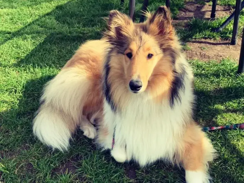 Altın renkli Collie köpeği bahçede oturuyor