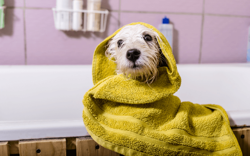 Köpeklerin Neden Pet Kuaförlerine İhtiyacı Var