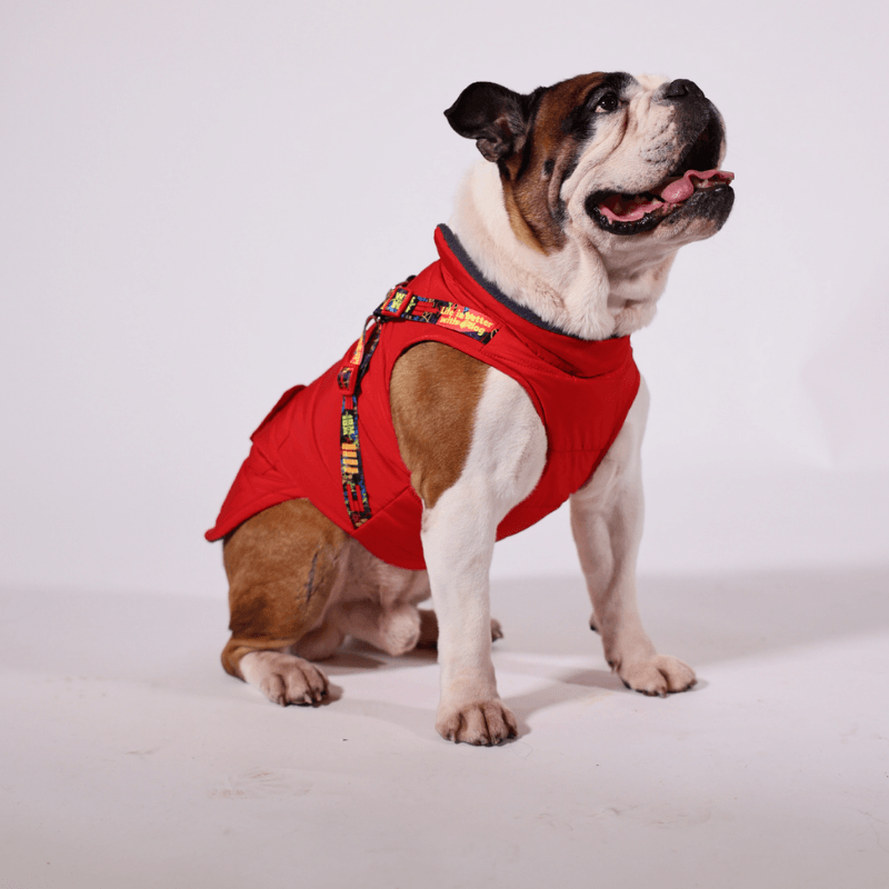 Pawlook Göğüs Tasmalı Köpek Montu ve Yağmurluğu Kırmızı