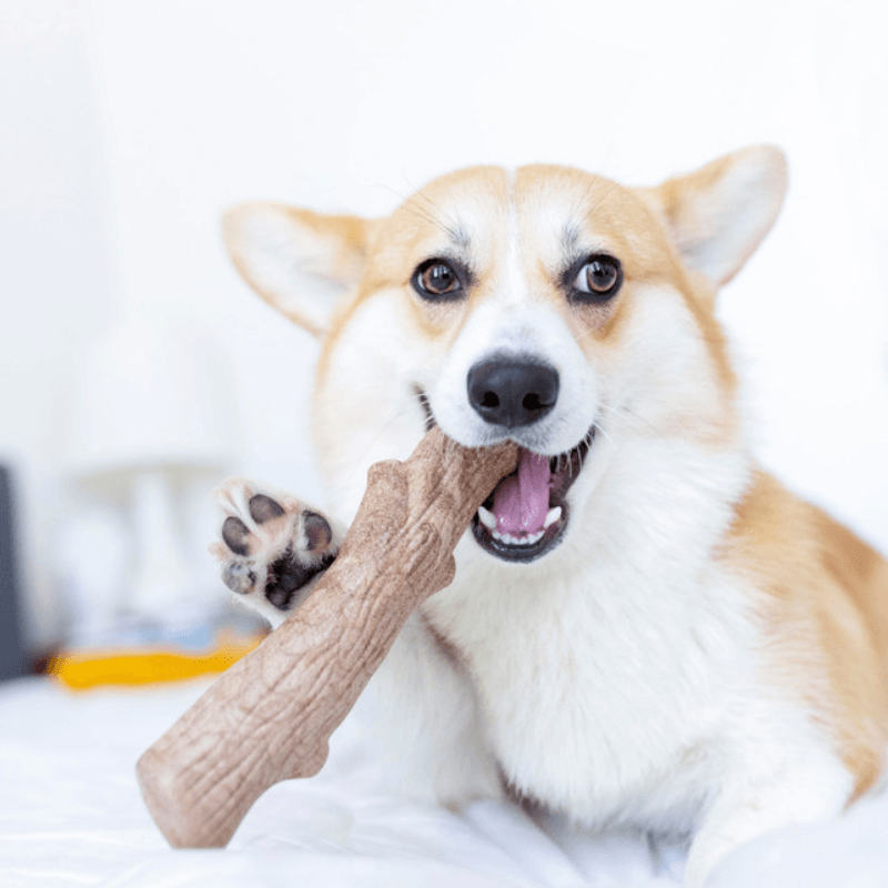 Petstages Dogwood Durable Stick Bitmeyen Kemik Köpek Oyuncağı Small