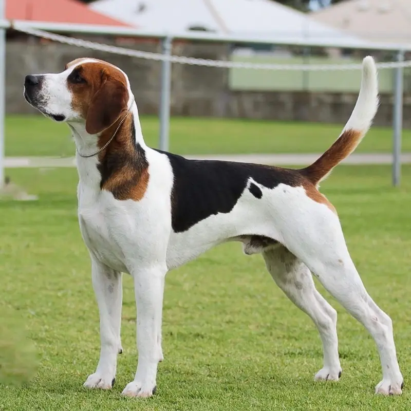 Atletik duruşuyla çimde gururla poz veren üç renkli Harrier