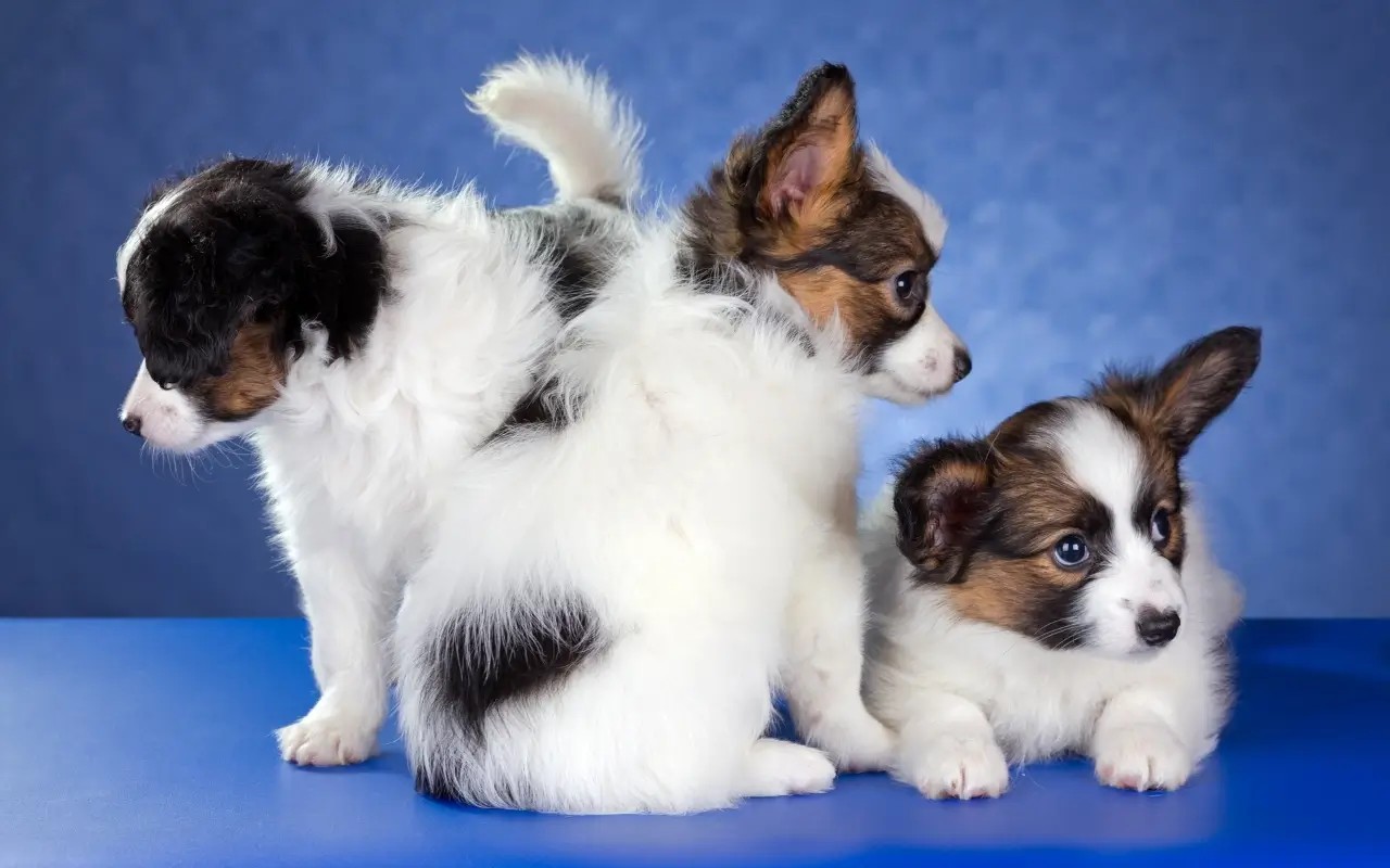 Papillon Köpek Özellikleri ve Bakımı